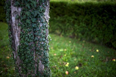 Ivy climbing up the trunk of an apple tree, fallen fruit, rotten apples lying on the ground,