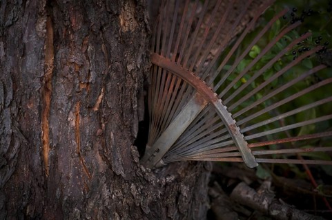 Old rake, rusty, stuck in a tree trunk, knothole, Reutlingen, Baden-Württemberg, Germany