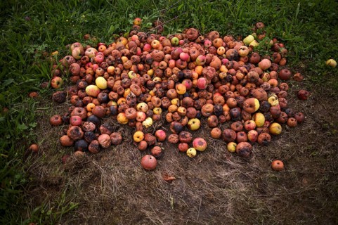 Fallen fruit, rotten apples lying on the ground, meadow, orchard, Reutlingen, Baden-Württemberg,