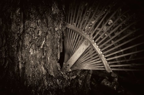 Old rake, rusty, stuck in a tree trunk, knothole, vintage, black and white, Reutlingen,