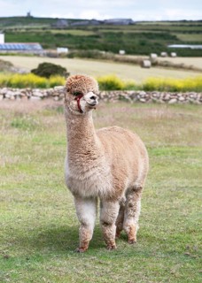 Charming, fluffy light brown alpaca (Llama pacos) with a red halter stands attentively and