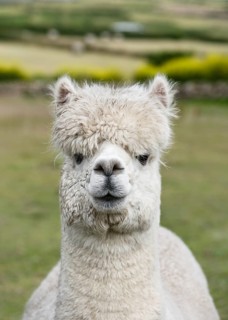 Cute, fluffy white alpaca (Llama pacos) with a shaggy head of hair stands calmly in a green meadow.