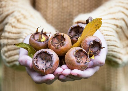 Girl presents ripe medlar fruit (Mespilus germanica), freshly harvested from the tree. The scene