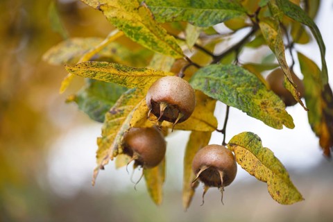 Brown medlars (Mespilus germanica) ripen between bright yellow leaves in autumn garden. The fruit