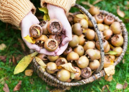 Hands holding medlars (Mespilus germanica) over a basket full of fruit in the garden, autumnal
