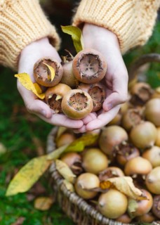 Hands of a girl holding freshly picked, ripe medlar fruit (Mespilus germanica) . View from above.
