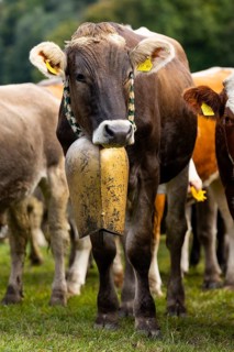 Cattle drive, cattle drive, domestic cattle (Bovidae), cowbell, Oberstdorf, Oberallgäu, Allgäu