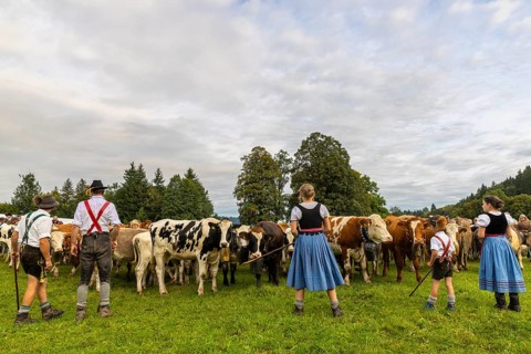 Cattle drive, cattle drive, domestic cattle (Bovidae), herd, shepherdess, children, lederhosen,