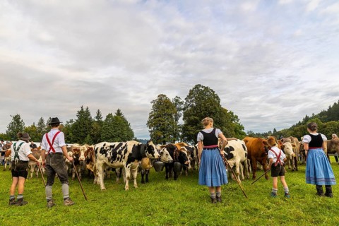 Cattle drive, cattle drive, domestic cattle (Bovidae), herd, shepherdess, children, lederhosen,