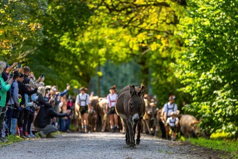 Cattle drive, cattle drive, shepherd, lederhosen, braces, felt hat, traditional traditional