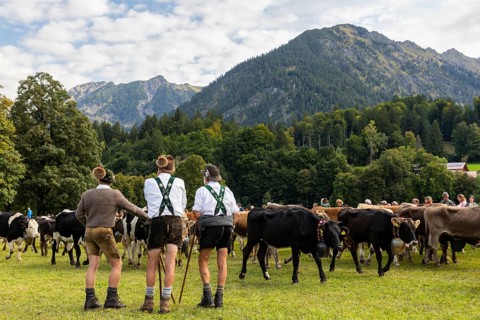 Cattle drive, cattle drive, alpine herdsmen, lederhosen, braces, felt hat, traditional traditional