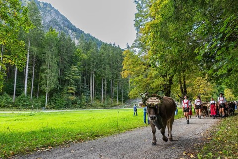 Cattle drive, cattle drive, domestic cattle (Bovidae), cowbell, shepherd, shepherdess, lederhosen,