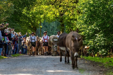 Cattle drive, cattle drive, shepherd, lederhosen, braces, felt hat, traditional traditional