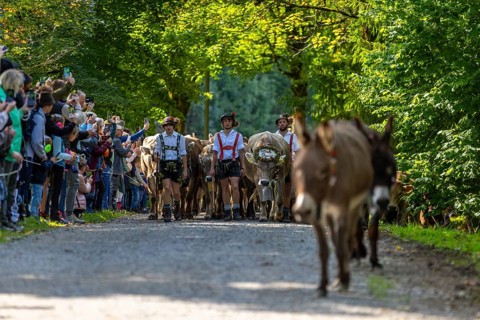 Cattle drive, cattle drive, shepherd, lederhosen, braces, felt hat, traditional traditional