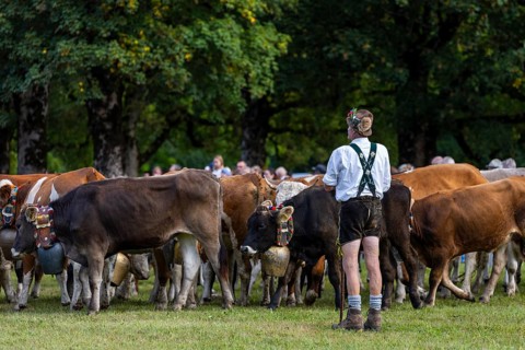 Cattle drive, cattle drive, alpine herdsman, lederhosen, braces, felt hat, traditional traditional