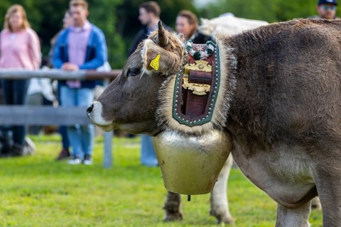 Cattle drive, cattle (Bovidae), cowbell, Oberstdorf, Oberallgäu, Allgäu Alps, Bavaria, Germany