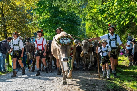 Cattle drive, cattle drive, herdsman, boy, lederhosen, braces, felt hat, traditional traditional
