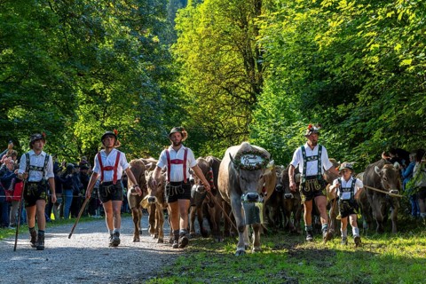 Cattle drive, cattle drive, herdsman, boy, lederhosen, braces, felt hat, traditional traditional