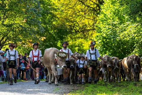 Cattle drive, cattle drive, herdsman, boy, lederhosen, braces, felt hat, traditional traditional