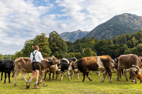 Cattle drive, cattle drive, alpine herdsmen, lederhosen, braces, felt hat, traditional traditional