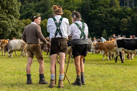 Cattle drive, cattle drive, alpine herdsmen, Lebderhosen, felt hat, Gamsbart, traditional