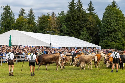 Cattle seperation, cattle drive, alpine herdsmen, lederhosen, domestic cattle (Bovidae), herd,