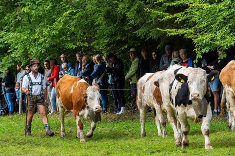 Cattle drive, cattle drive, herdsman, lederhosen, dirndl, traditional traditional costume, cattle