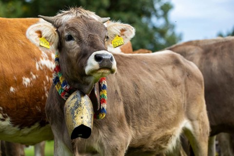 Cattle drive, cattle drive, domestic cattle (Bovidae), cowbell, lederhosen, traditional traditional