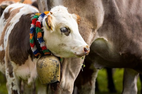 Cattle drive, cattle drive, domestic cattle (Bovidae), cowbell, Oberstdorf, Oberallgäu, Allgäu