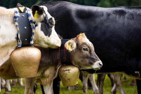 Cattle drive, cattle drive, domestic cattle (Bovidae), cowbell, Oberstdorf, Oberallgäu, Allgäu