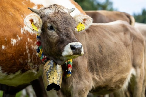 Cattle drive, cattle drive, domestic cattle (Bovidae), cowbell, lederhosen, traditional traditional