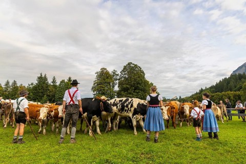 Cattle drive, cattle drive, domestic cattle (Bovidae), herd, shepherdess, children, lederhosen,