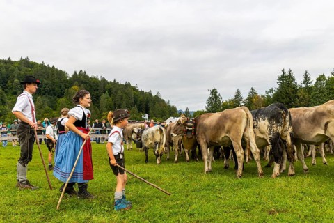 Cattle drive, cattle drive, domestic cattle (Bovidae), shepherd, shepherdess, children, lederhosen,