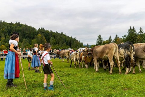 Cattle drive, cattle drive, domestic cattle (Bovidae), herdsman, children, lederhosen, dirndl,