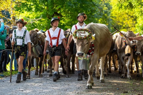 Cattle drive, cattle drive, herdsman, boy, lederhosen, braces, felt hat, traditional traditional