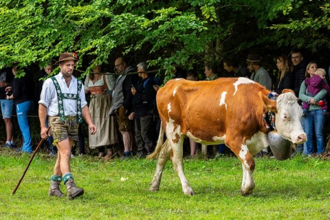 Cattle drive, cattle drive, herdsman, lederhosen, dirndl, traditional traditional costume, cattle