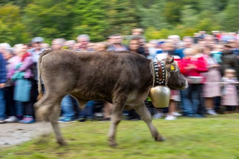 Cattle drive, cattle drive, domestic cattle (Bovidae) running in front of spectators, cowbell,
