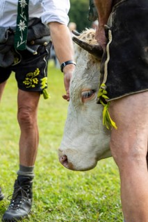 Cattle drive, herdsman, cattle (Bovidae), lederhosen, traditional traditional costume, Oberstdorf,