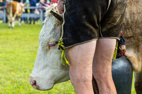 Cattle drive, herdsman, cattle (Bovidae), lederhosen, traditional traditional costume, Oberstdorf,