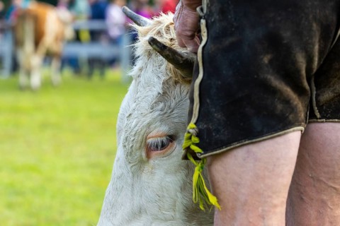 Cattle drive, herdsman, cattle (Bovidae), lederhosen, traditional traditional costume, Oberstdorf,