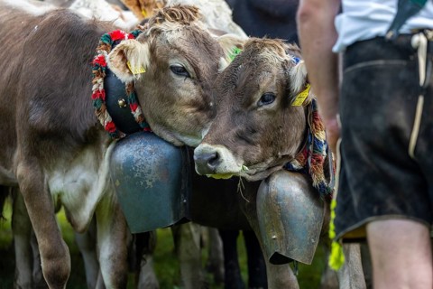 Cattle drive, cattle drive, domestic cattle (Bovidae), cowbell, herdsman, lederhosen, traditional