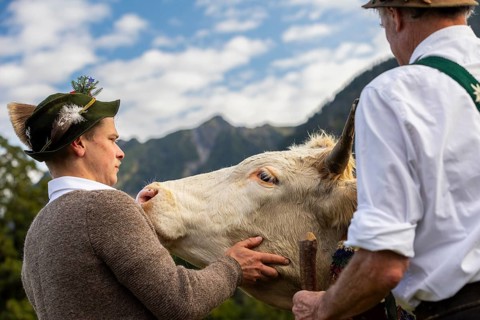 Cattle drive, herdsman stroking cattle (Bovidae), lederhosen, traditional traditional costume,