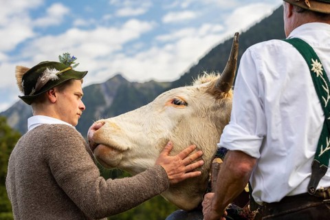 Cattle drive, herdsman stroking cattle (Bovidae), lederhosen, traditional traditional costume,