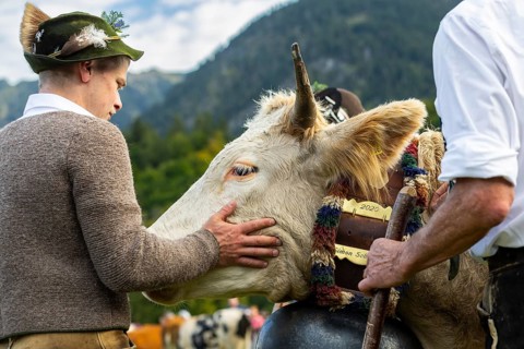 Cattle drive, herdsman stroking cattle (Bovidae), lederhosen, traditional traditional costume,
