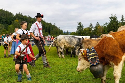Cattle drive, cattle drive, domestic cattle (Bovidae), herdsman, children, lederhosen, dirndl,