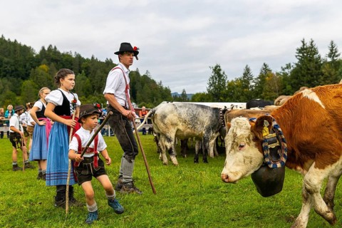 Cattle drive, cattle drive, domestic cattle (Bovidae), herdsman, children, lederhosen, dirndl,