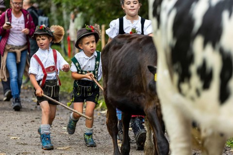 Cattle drive, cattle drive, domestic cattle (Bovidae), shepherdess, children, lederhosen, dirndl,