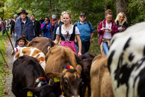 Cattle drive, cattle drive, domestic cattle (Bovidae), shepherdess, children, lederhosen, dirndl,