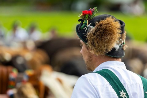 Cattle drive, cattle drive, alpine herdsman, felt hat, chamois beard, traditional traditional