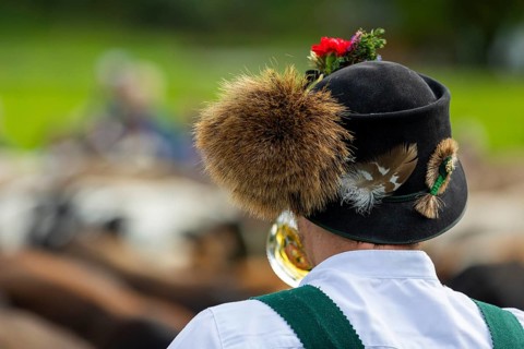 Cattle drive, cattle drive, alpine herdsman, felt hat, chamois beard, traditional traditional